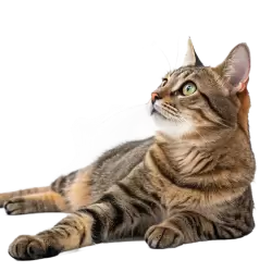 Imagen PNG para descargar